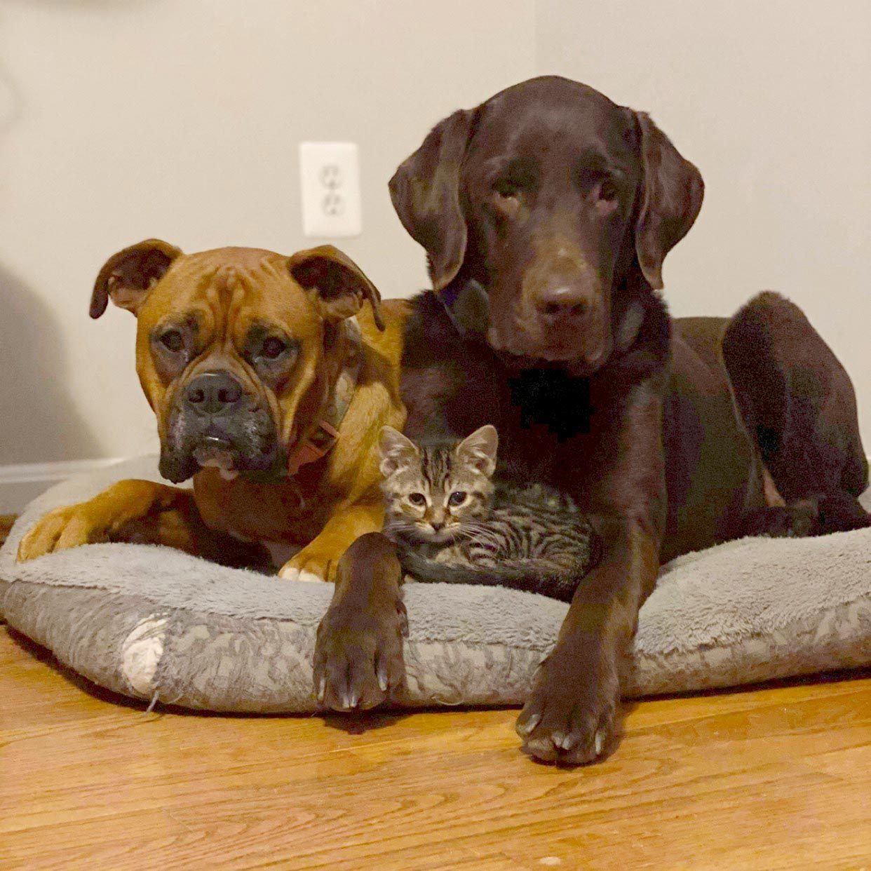 Image avec deux chiens et un chat couchés sur un coussin